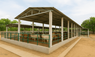 Madurai’s First Dedicated Cattle Pound Sanctioned at Bethaniyapuram