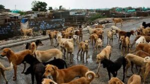 Madurai’s Stray Dog Crisis: Vaccination Drive, Helpline & Political Heat Intensify 1 images 2 1